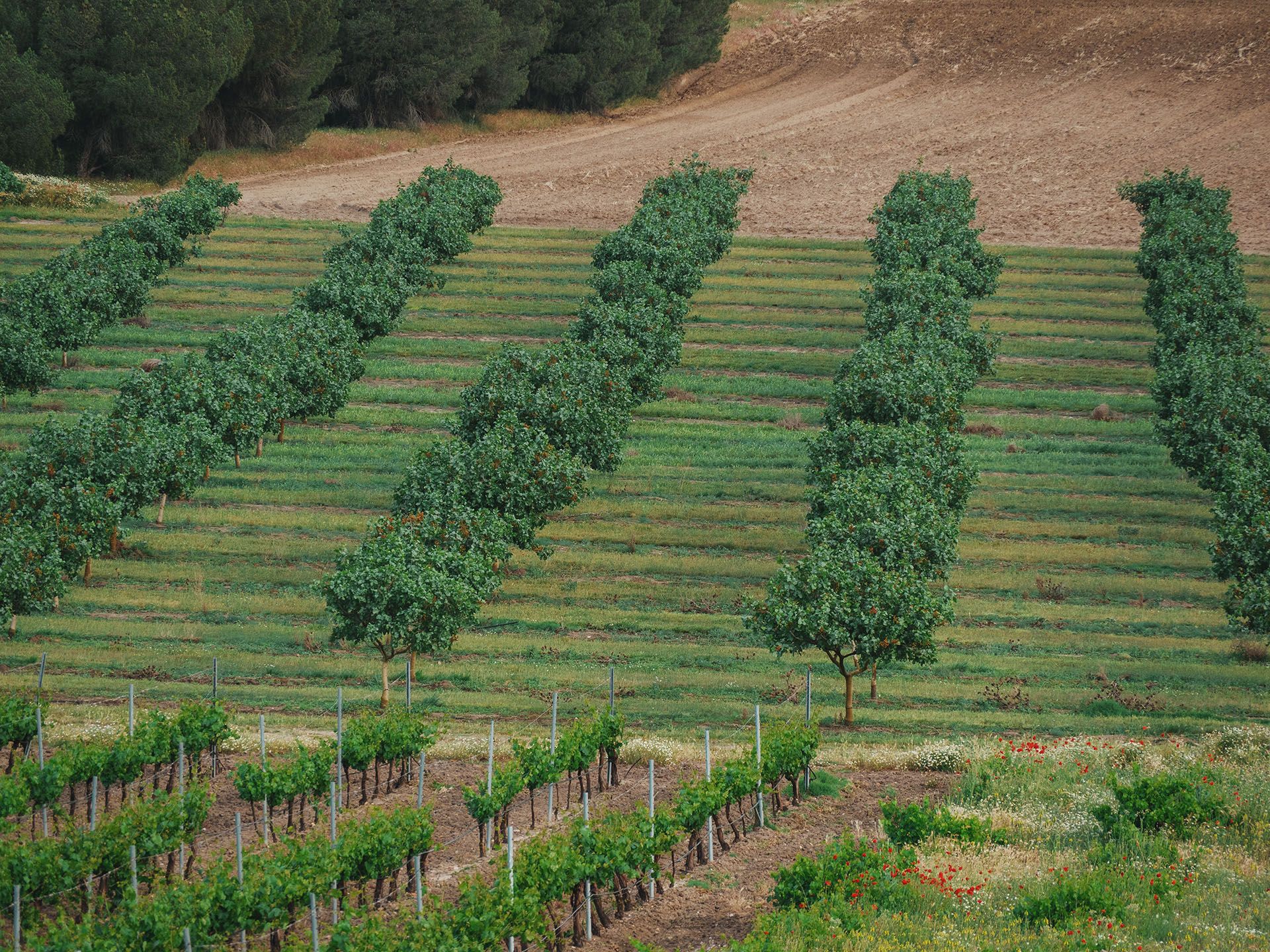 Pistacyl
