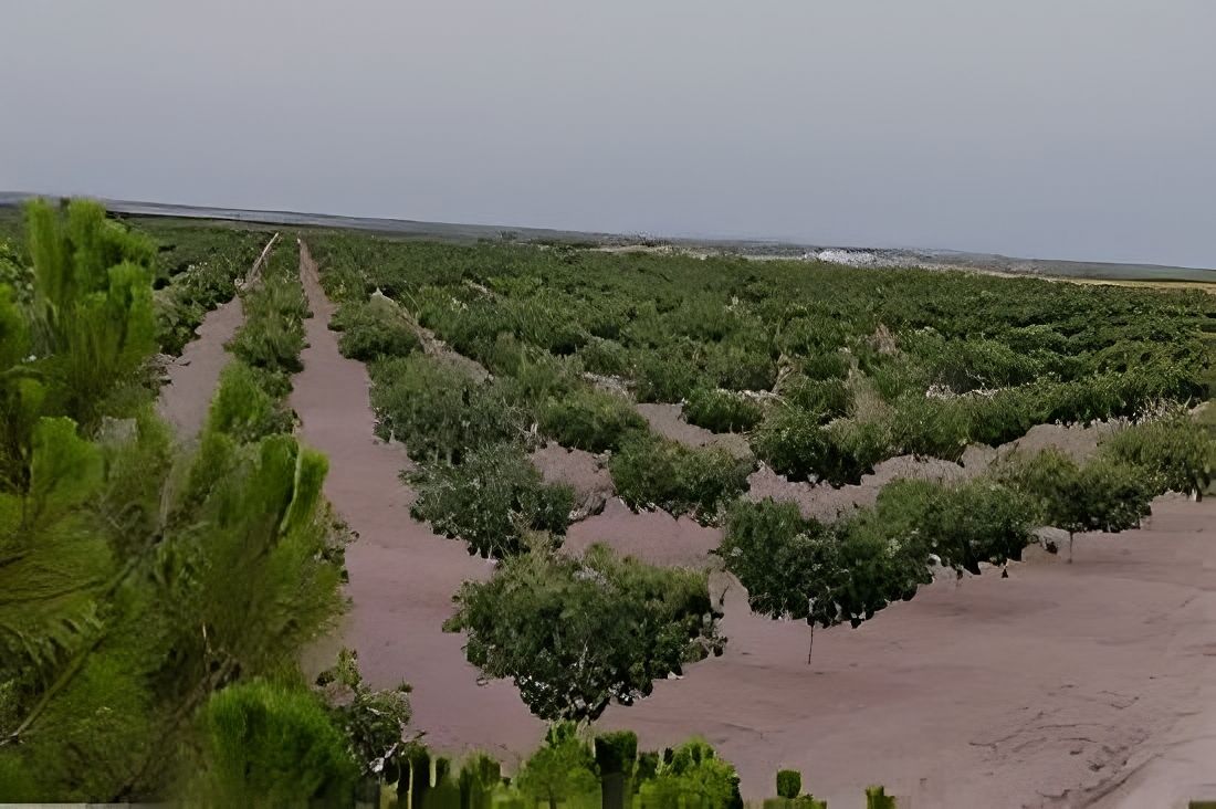 Ragonor